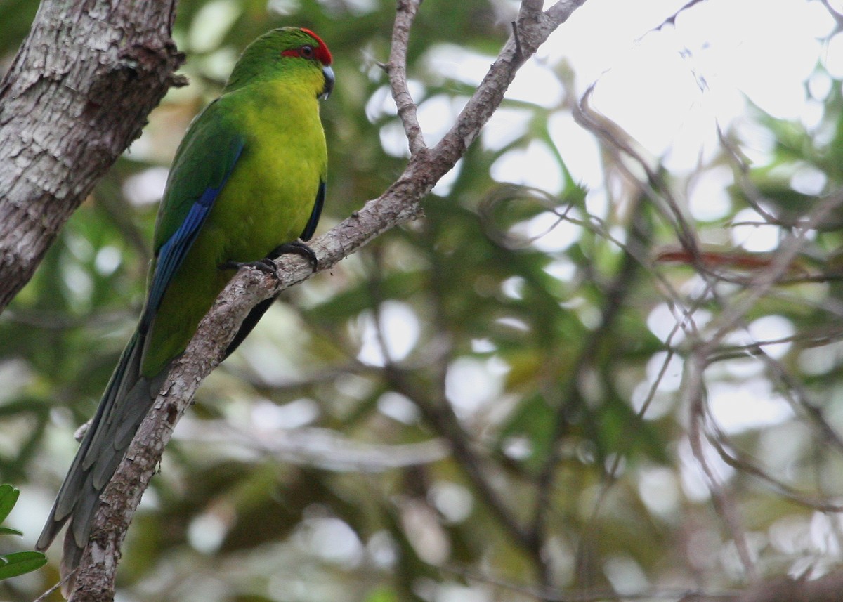 New Caledonian Parakeet - ML629702819