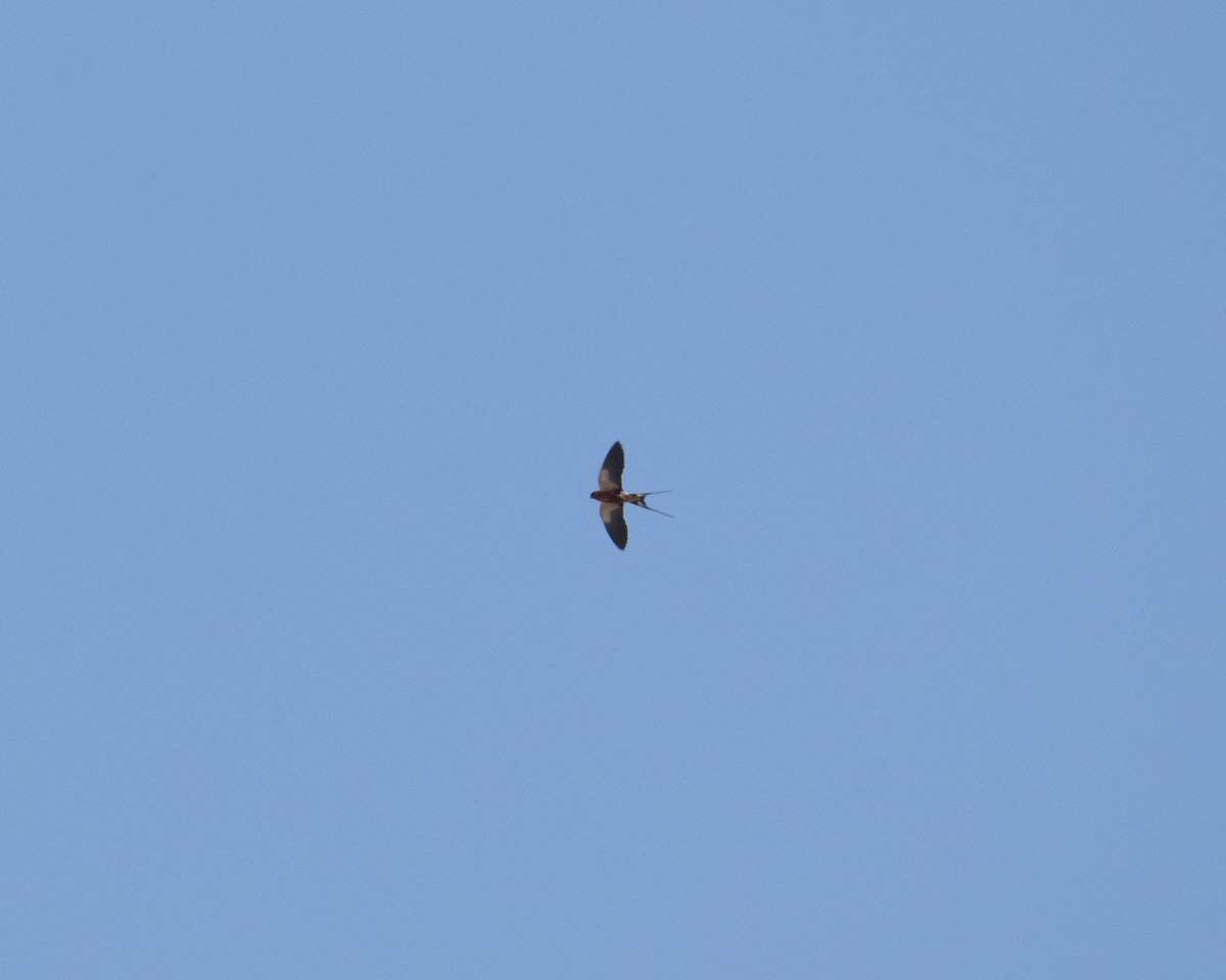 Rufous-chested Swallow - ML629702860