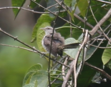Thrush-like Wren - ML629702868