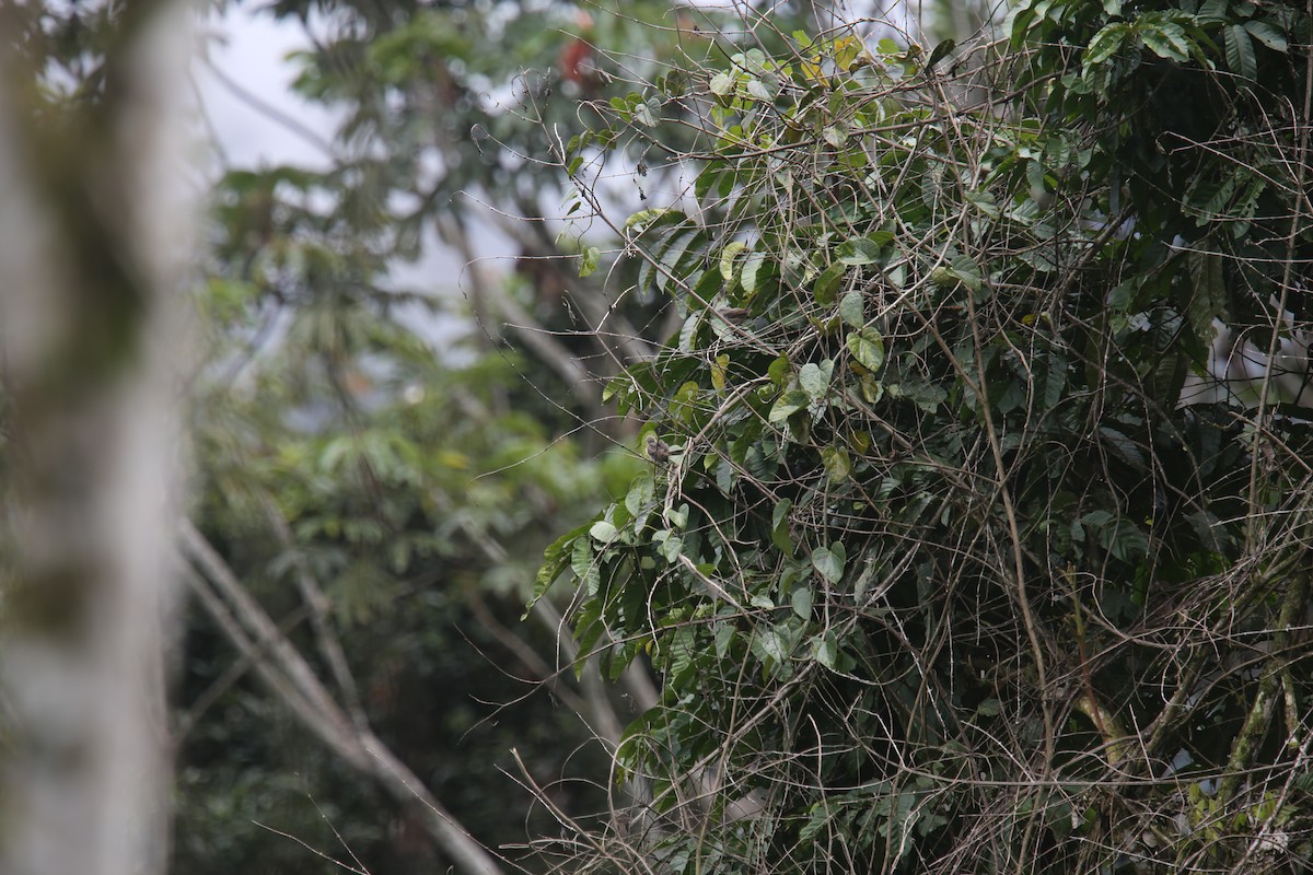 Thrush-like Wren - ML629702869