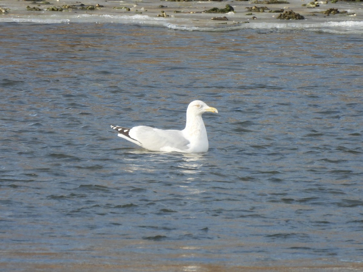 American Herring Gull - ML629702946