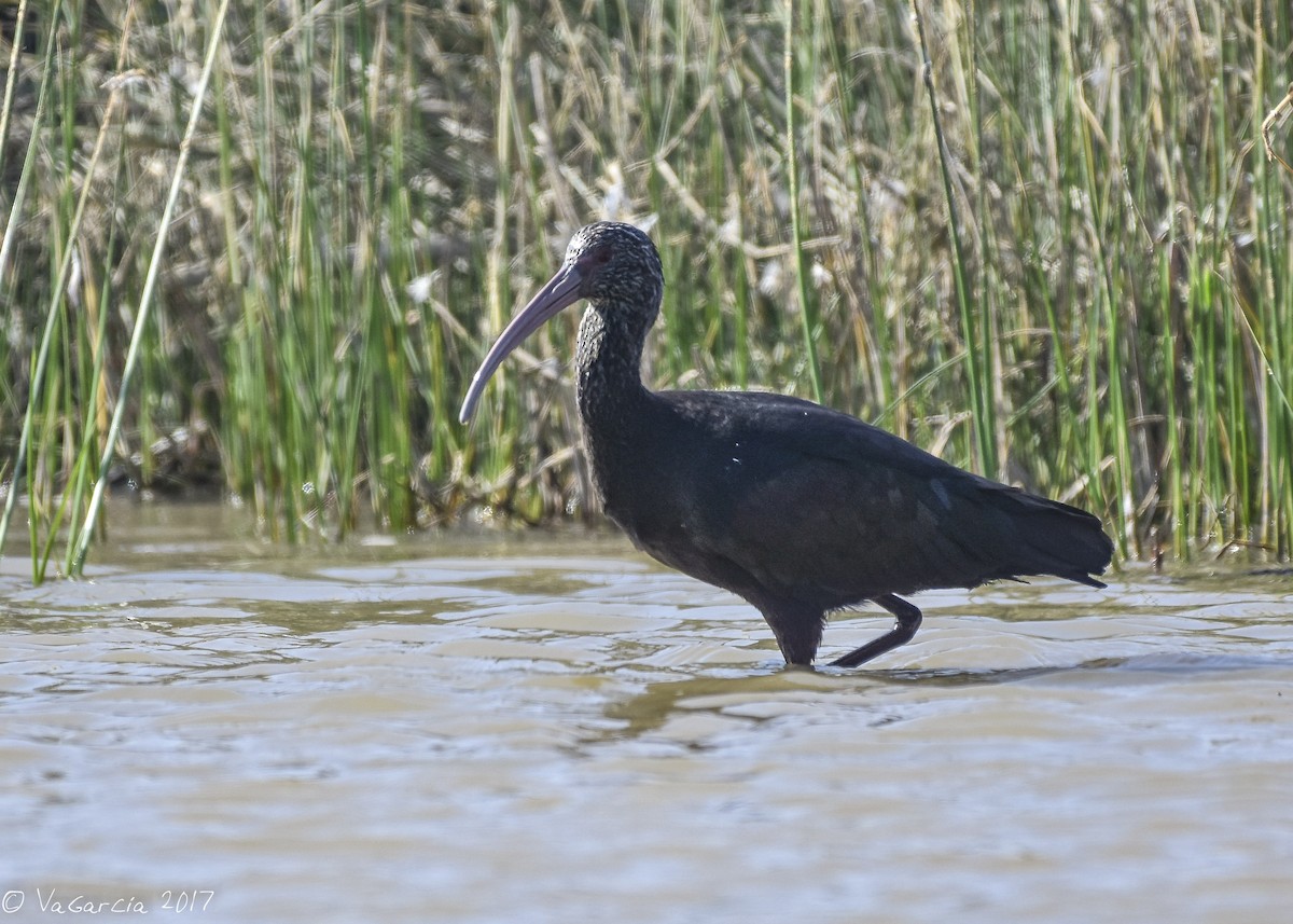 ibis andský - ML62970301