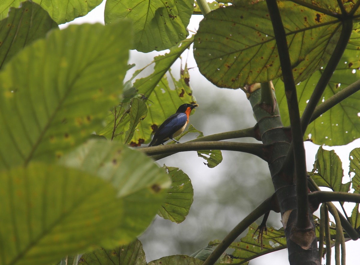 Orange-throated Tanager - ML629703083