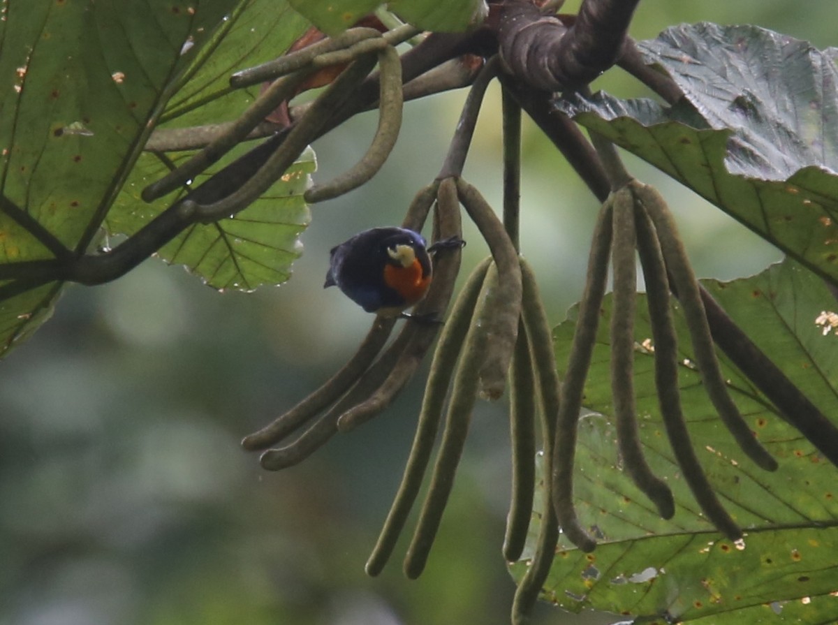 Orange-throated Tanager - ML629703084