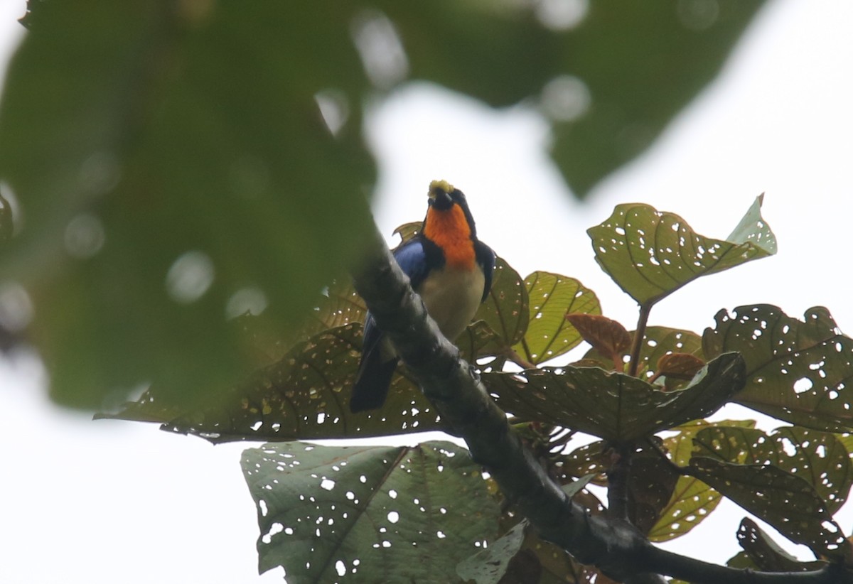Orange-throated Tanager - ML629703115