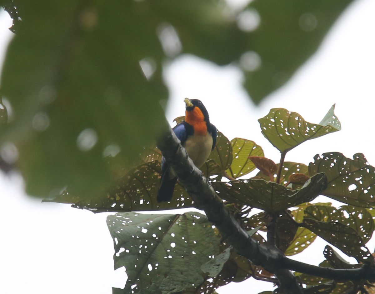 Orange-throated Tanager - ML629703116