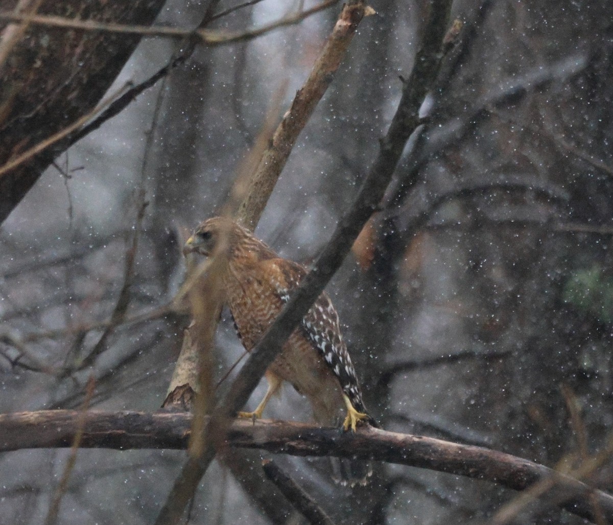 Red-shouldered Hawk - ML629703136