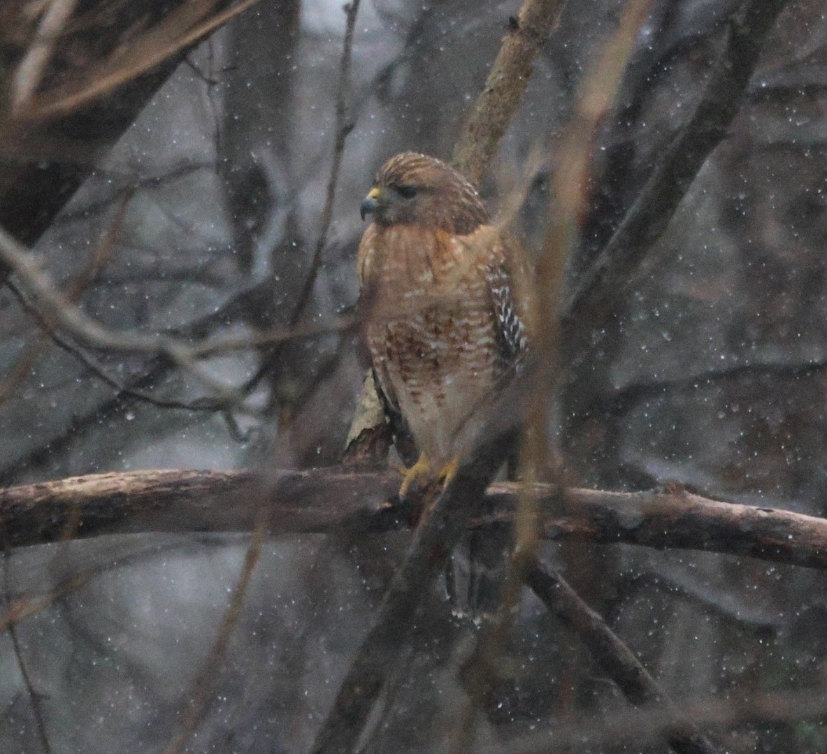 Red-shouldered Hawk - ML629703137