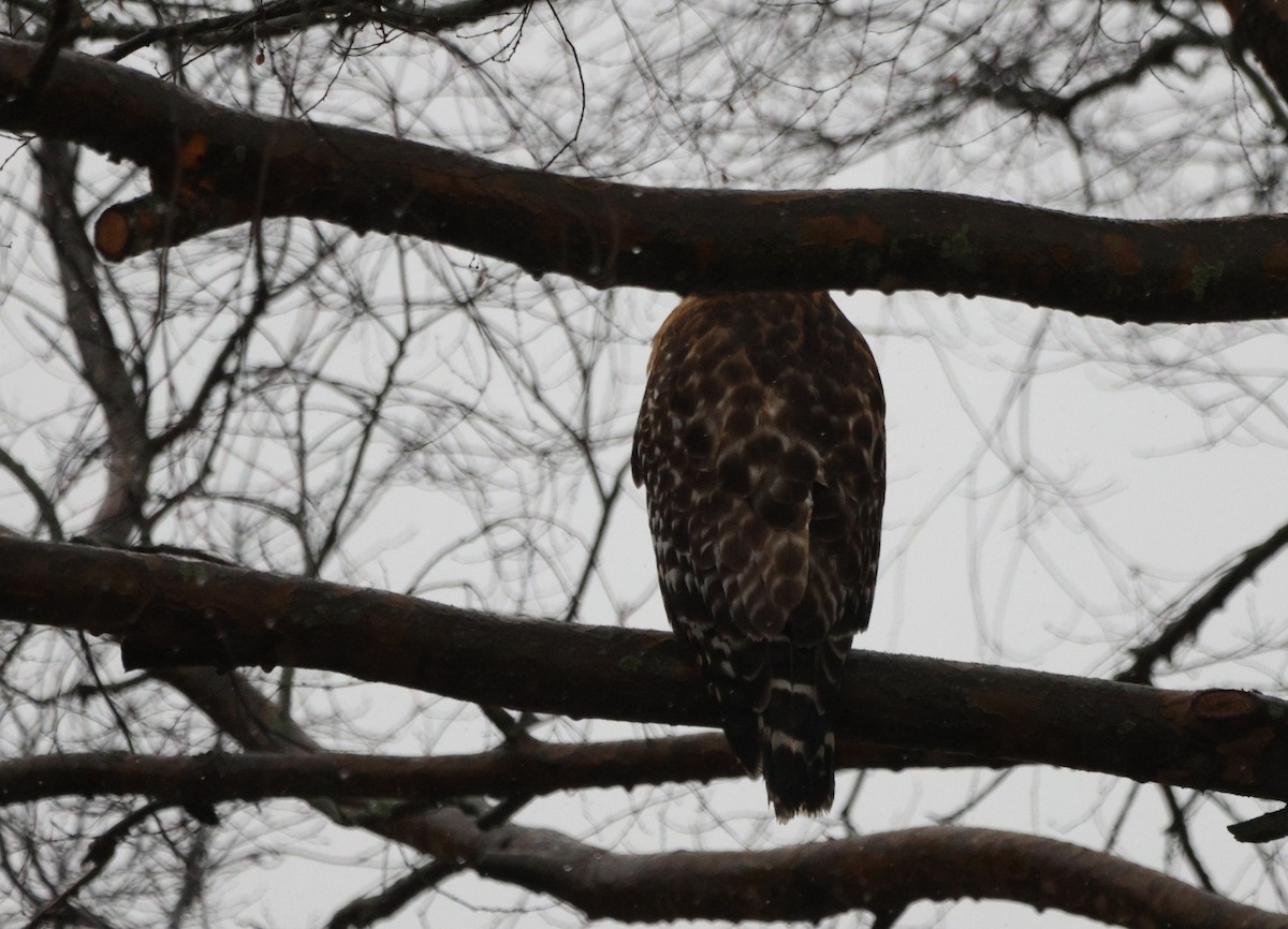 Red-shouldered Hawk - ML629703138