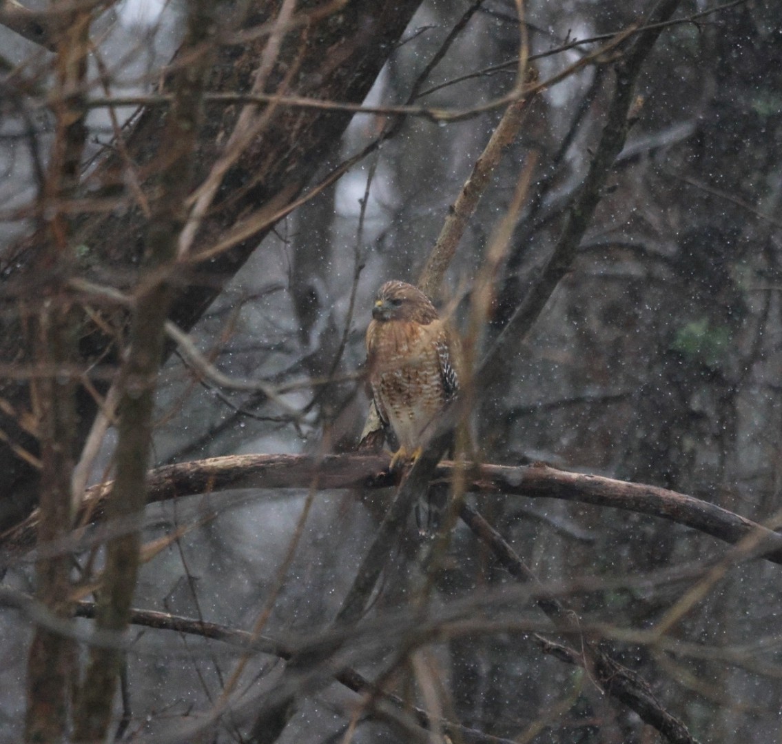 Red-shouldered Hawk - ML629703139