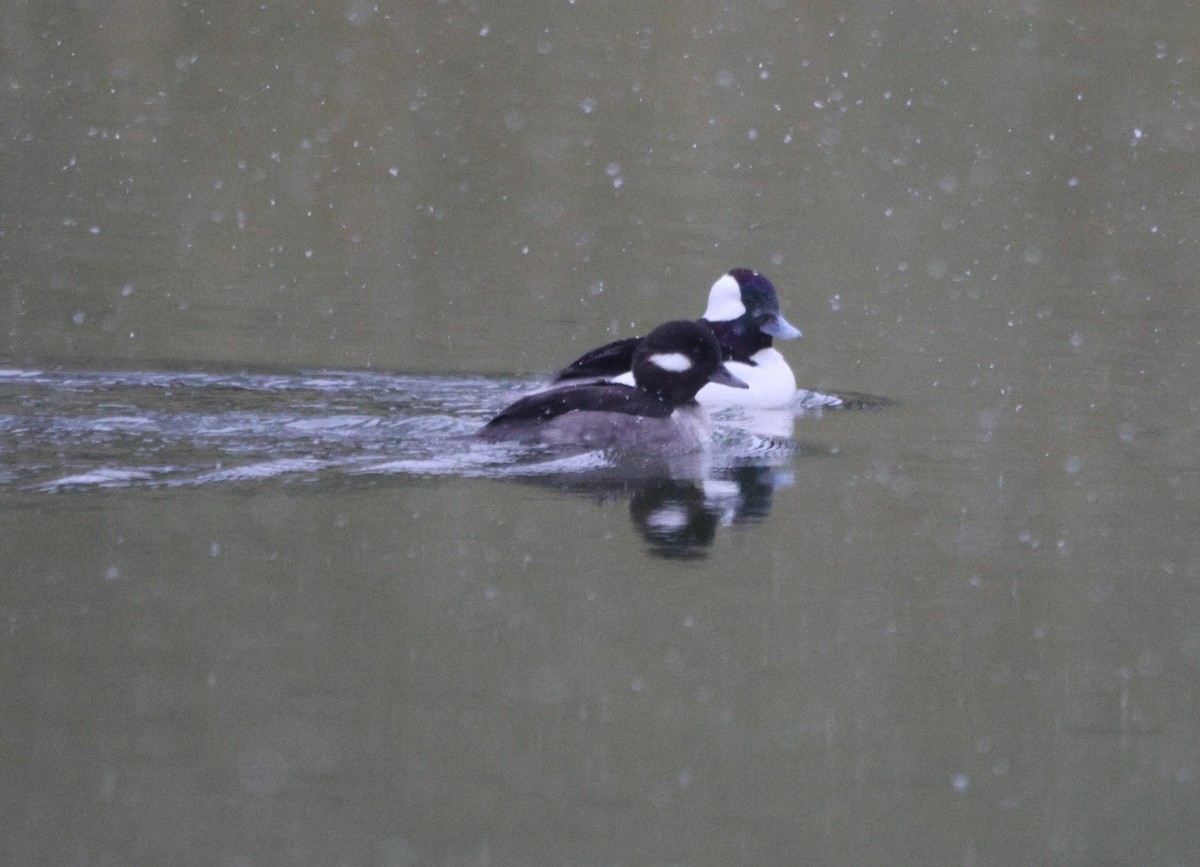 Bufflehead - ML629703220