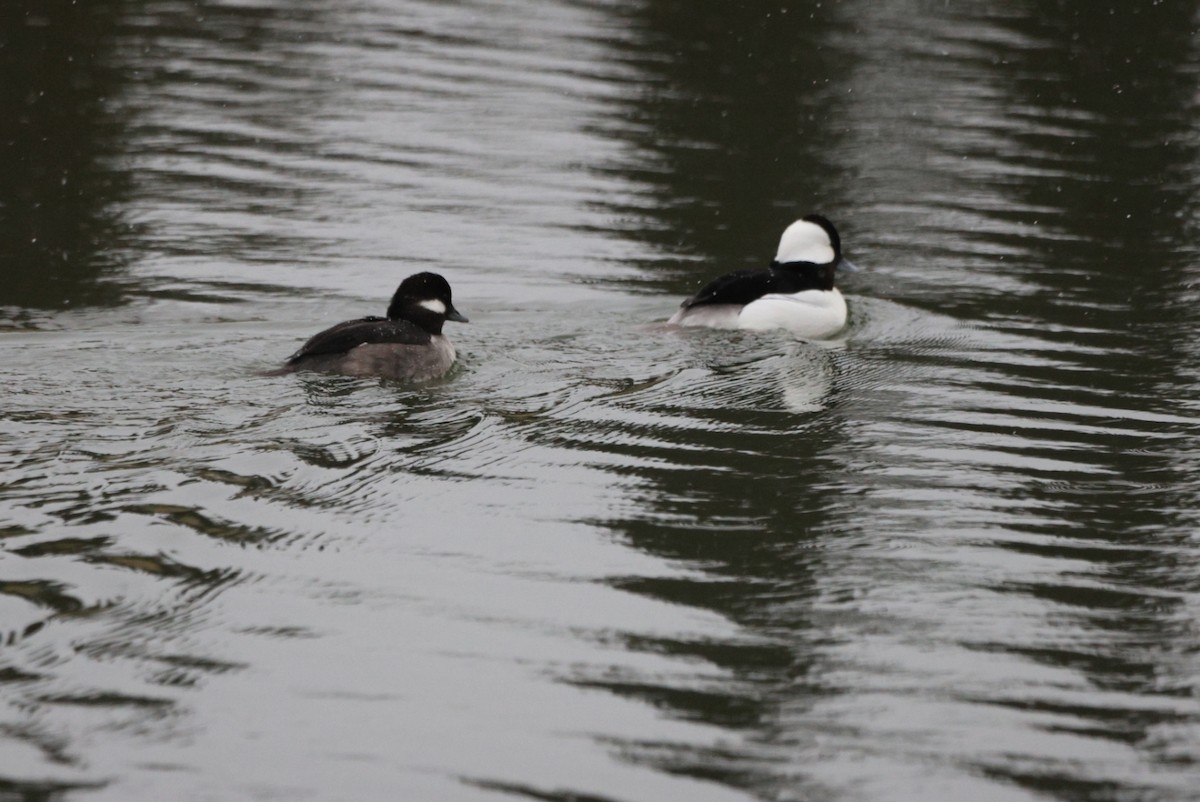 Bufflehead - ML629703221