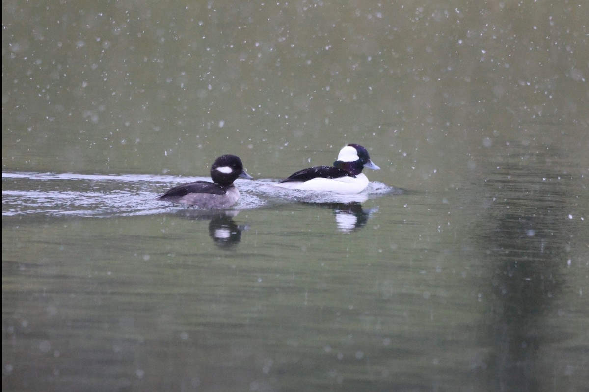 Bufflehead - ML629703223