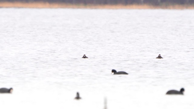 Macreuse brune - ML629703390