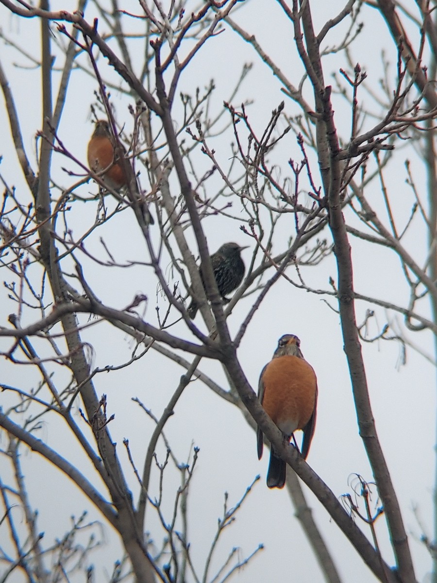 American Robin - ML629703411