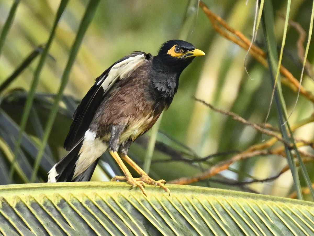 Common Myna - ML629703756