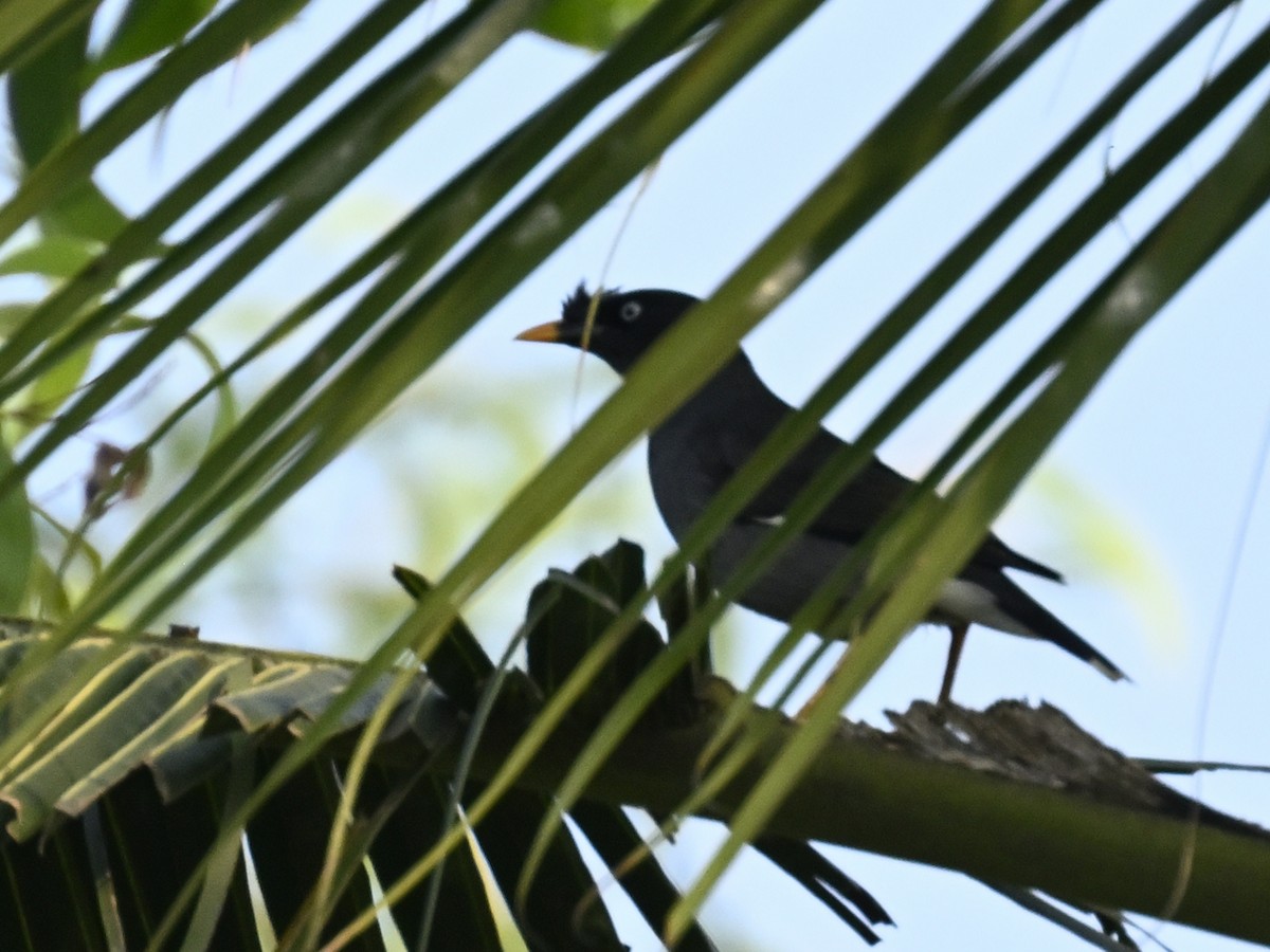 Jungle Myna - ML629703771
