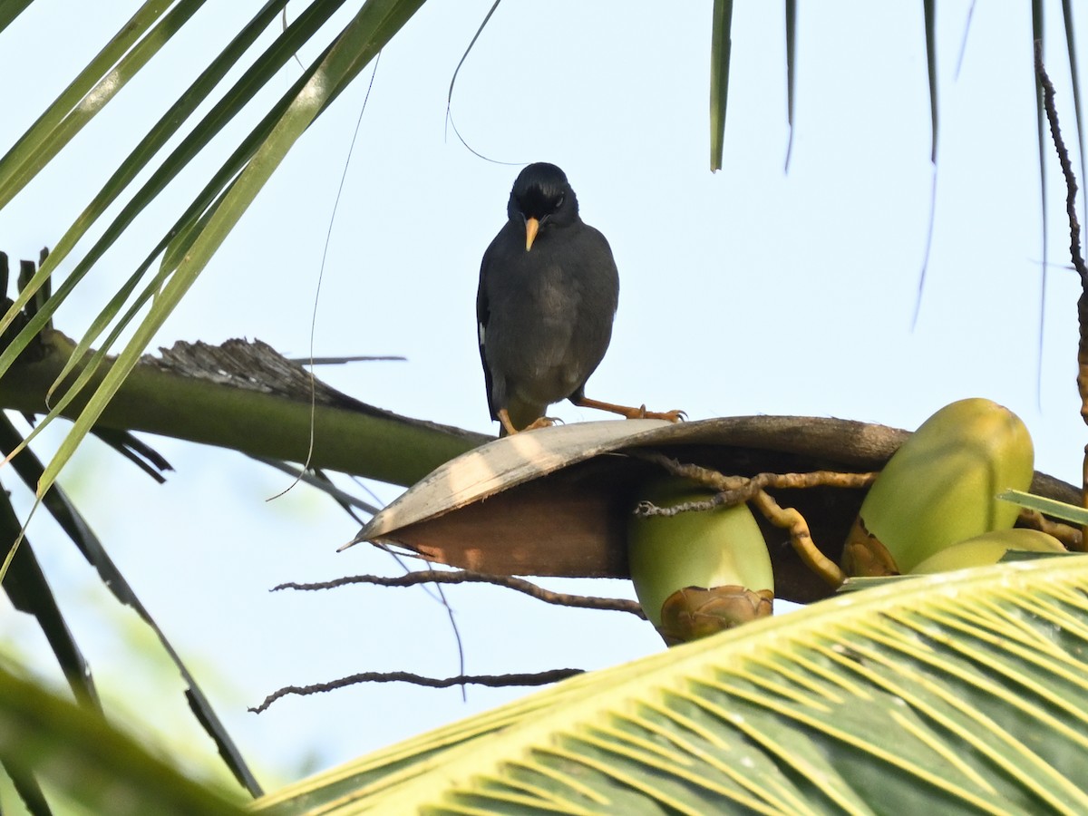 Jungle Myna - ML629703772