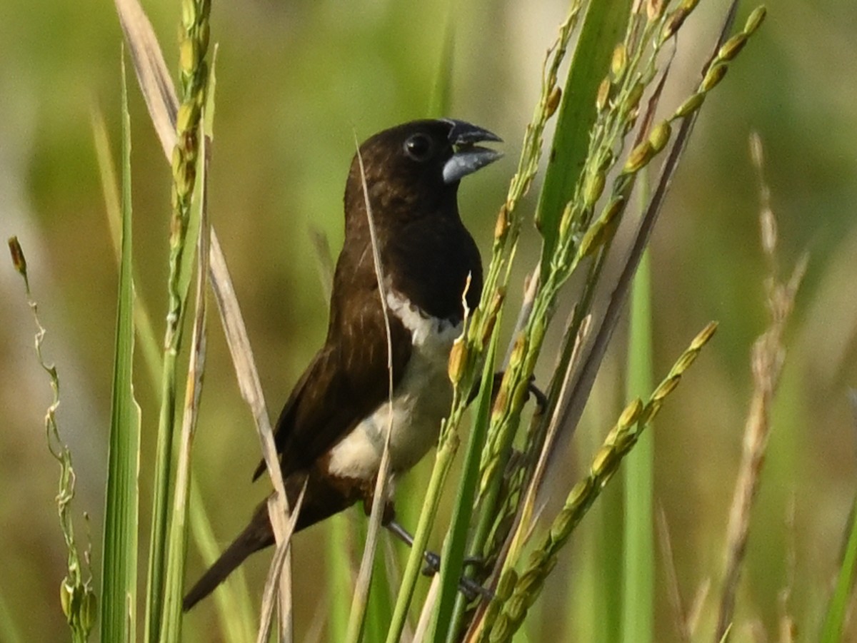 White-rumped Munia - ML629703798