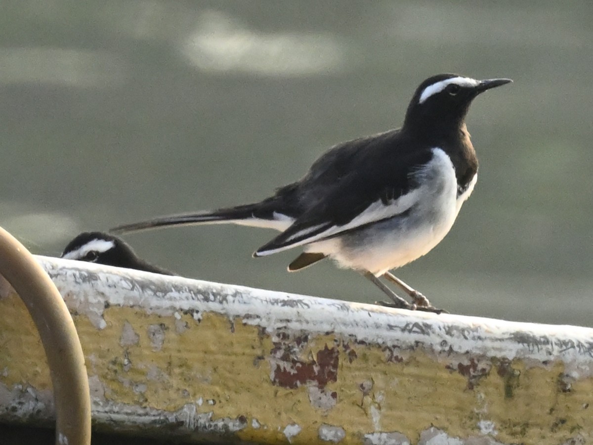 White-browed Wagtail - ML629703839