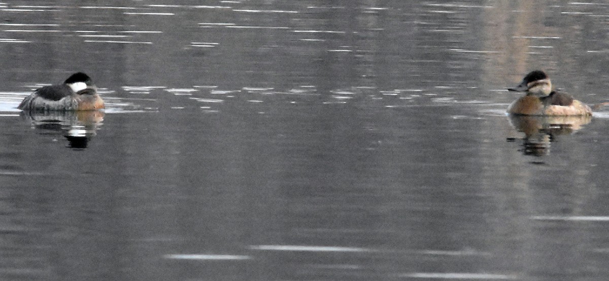 Ruddy Duck - ML629703875