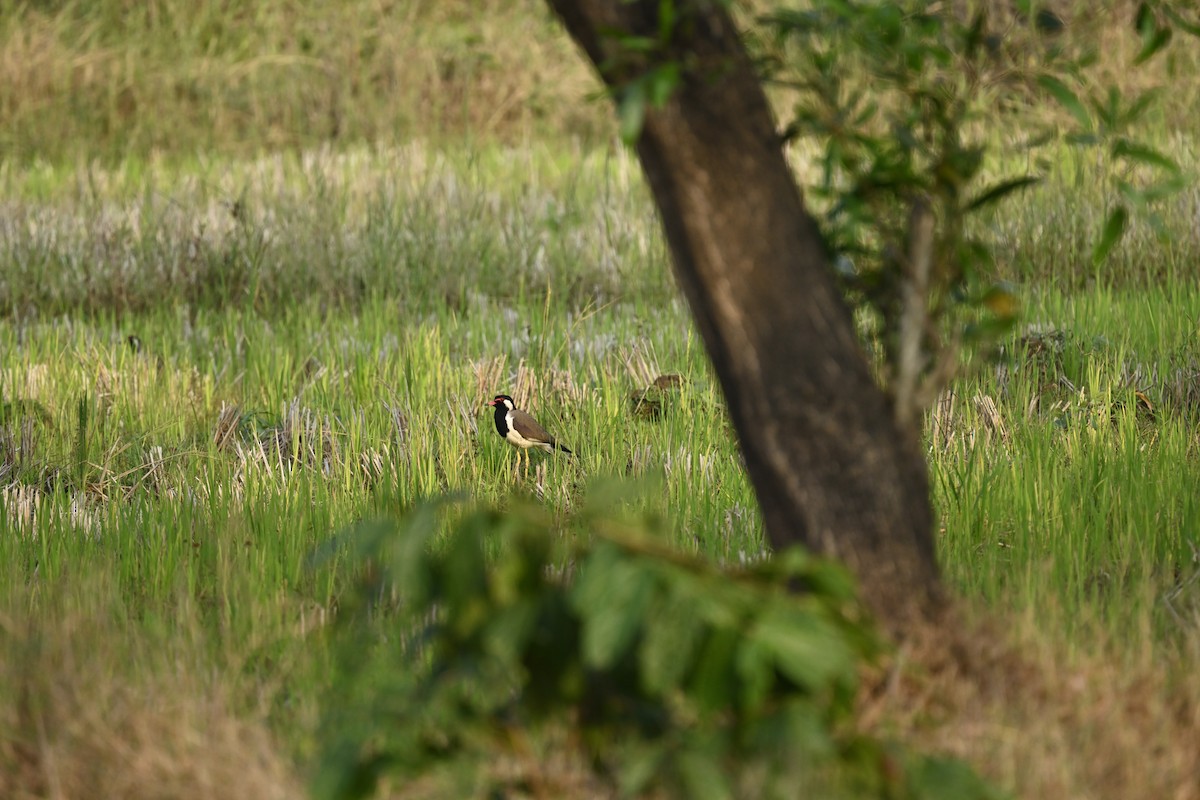 Red-wattled Lapwing - ML629703883