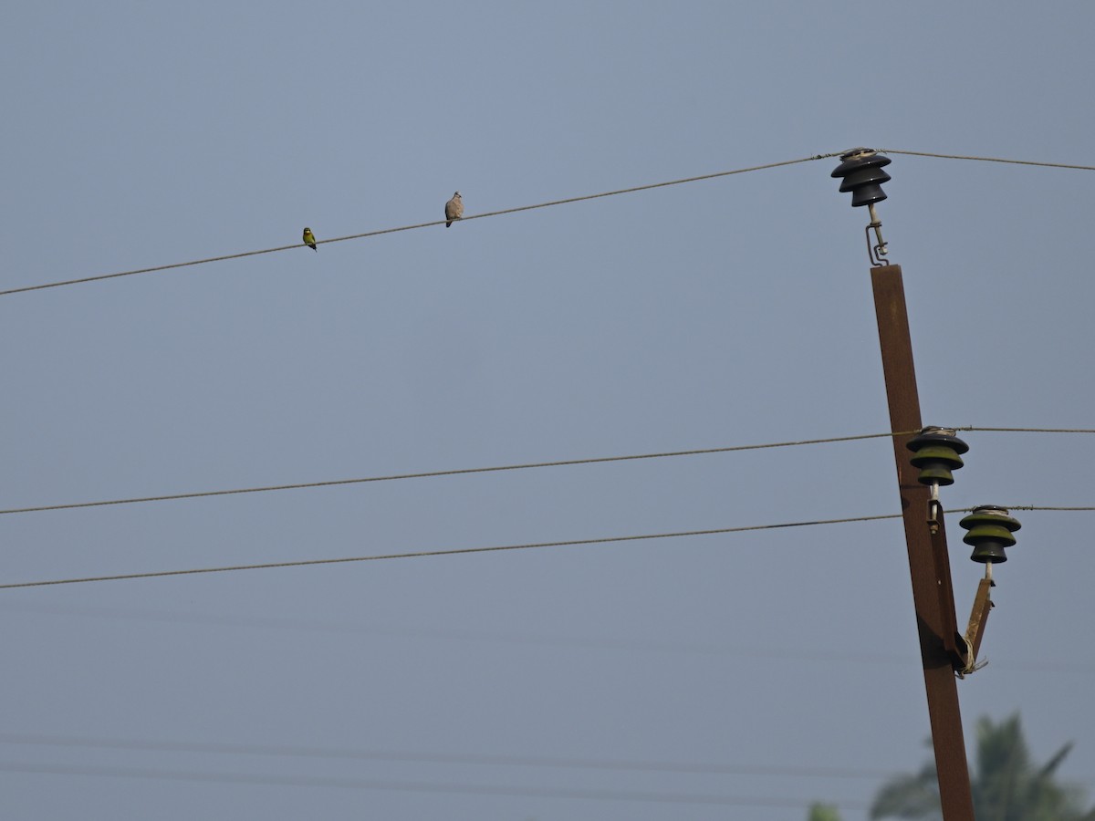 Spotted Dove - ML629704057