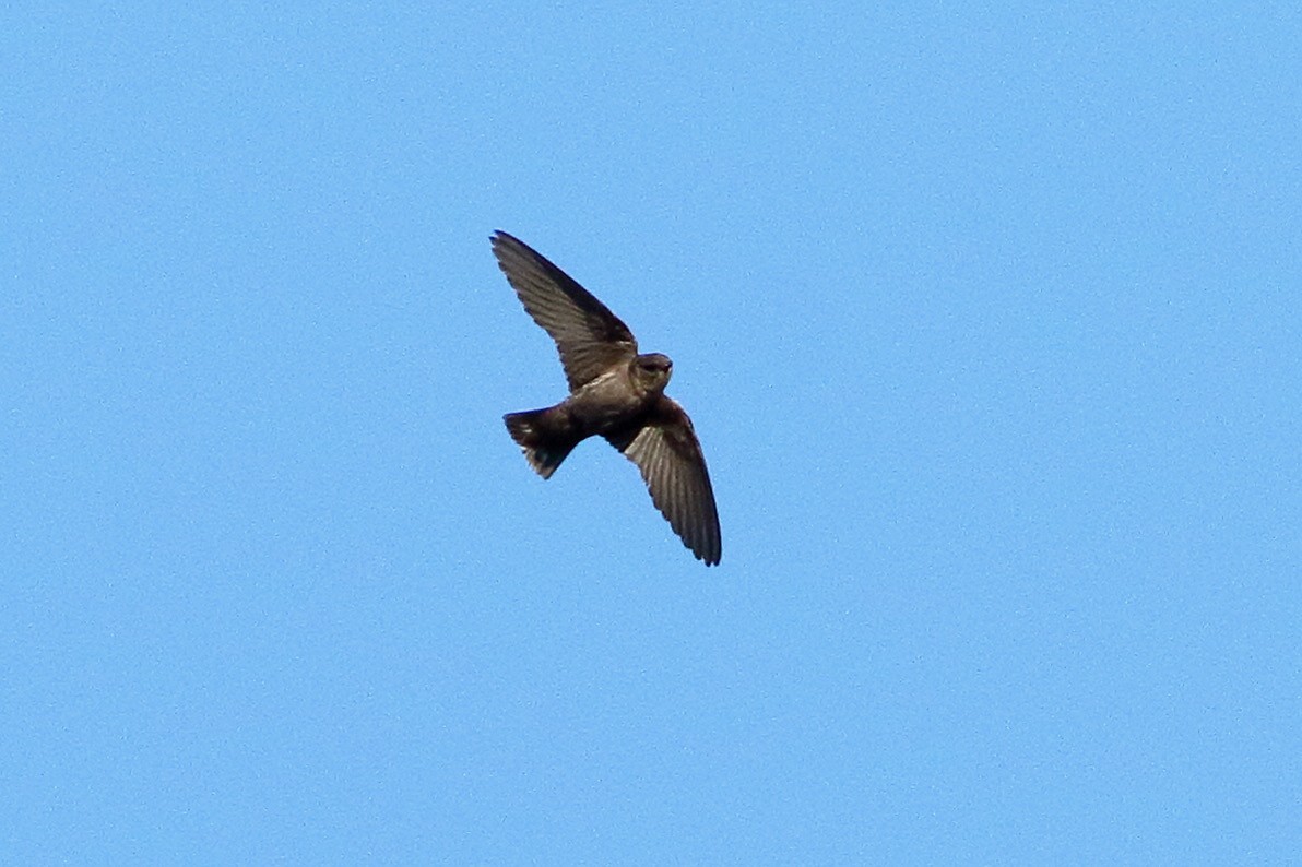 Dusky Crag-Martin - ML629704222