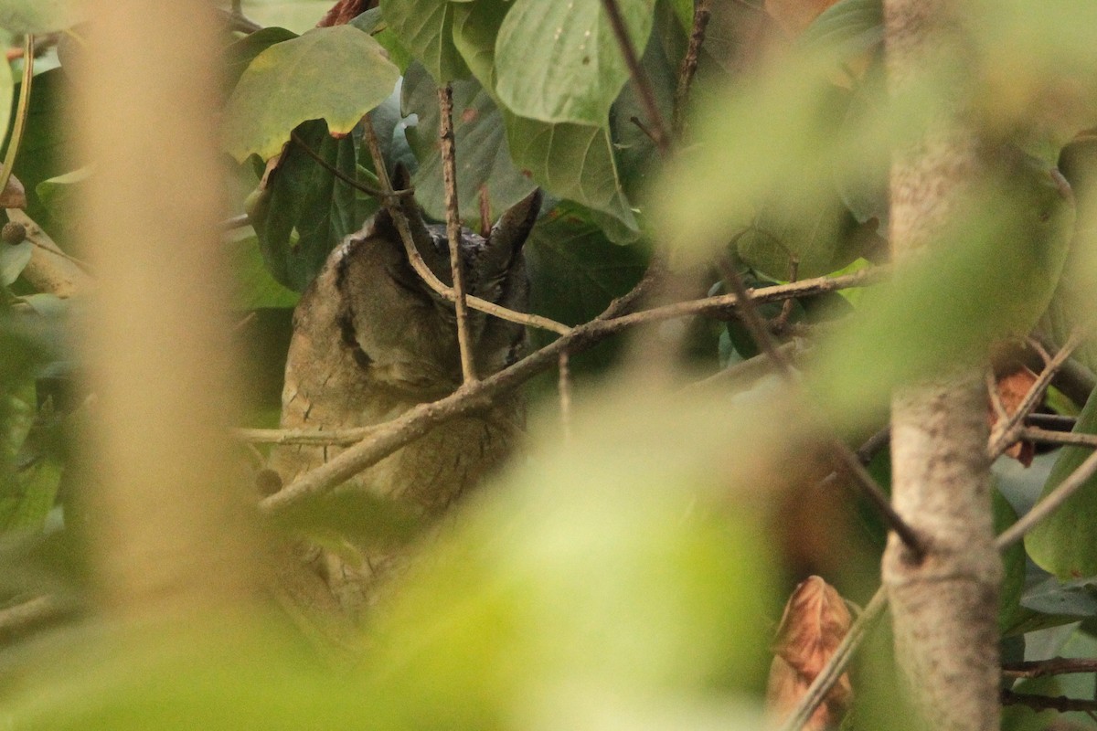 Indian Scops-Owl - ML629704275