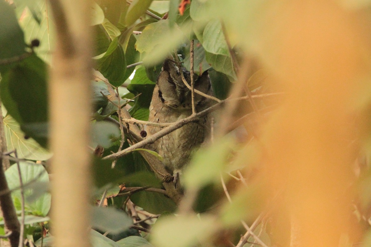 Indian Scops-Owl - ML629704276