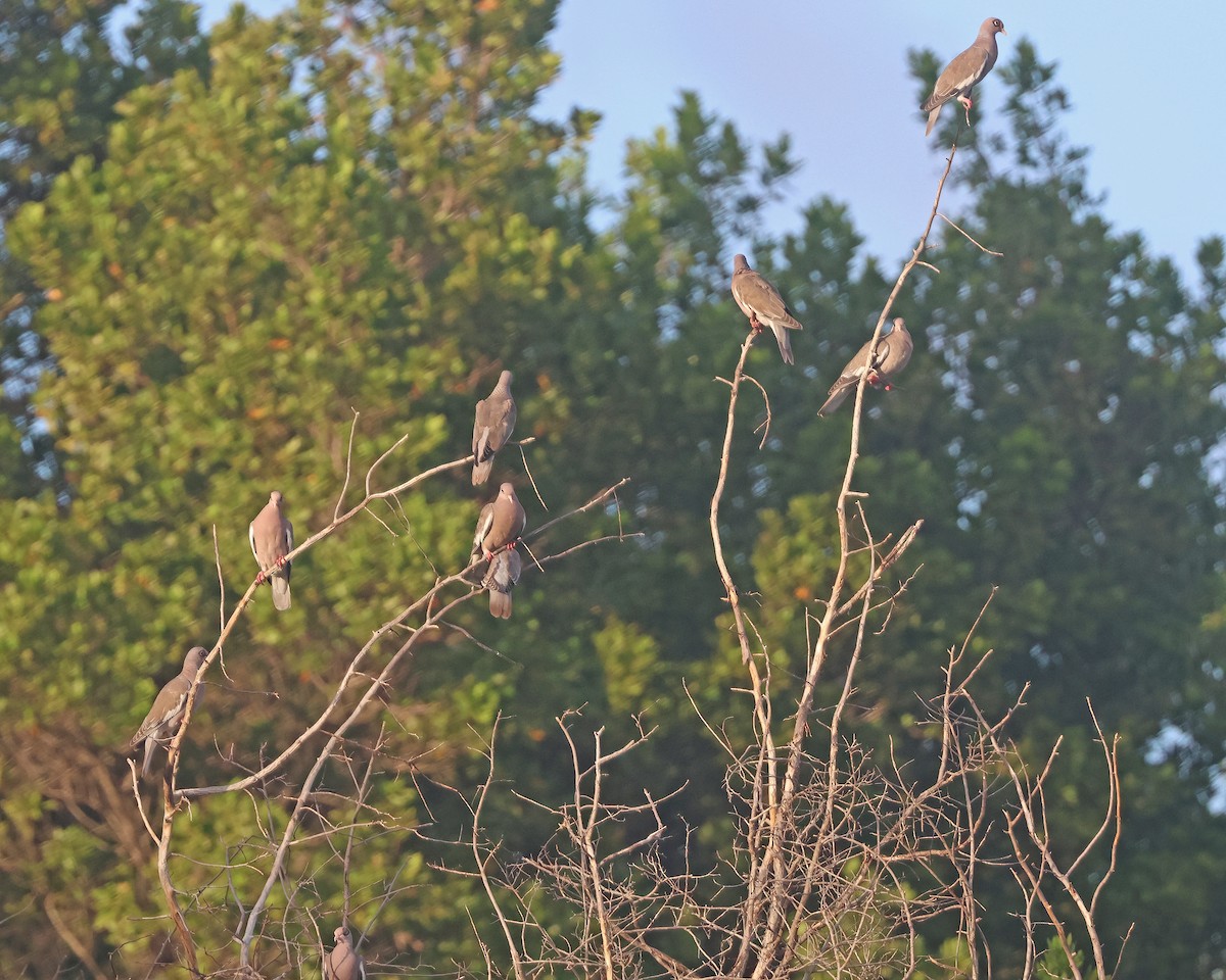 Bare-eyed Pigeon - ML629704314