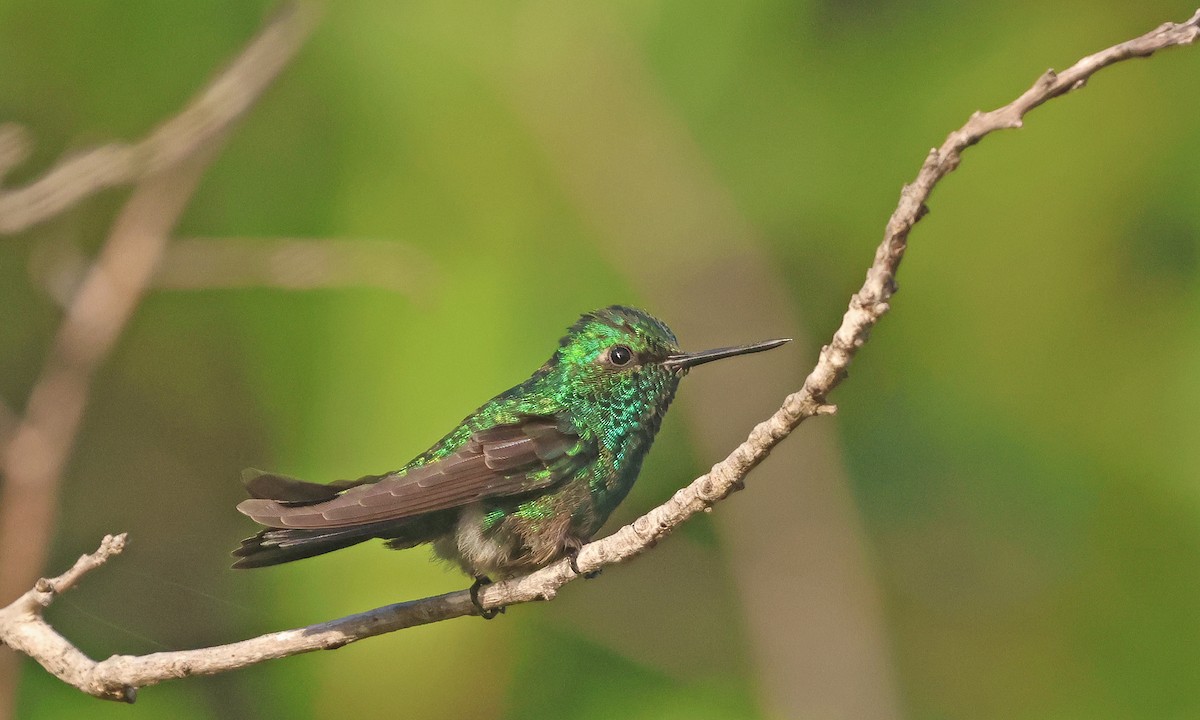 Blue-tailed Emerald - ML629704322