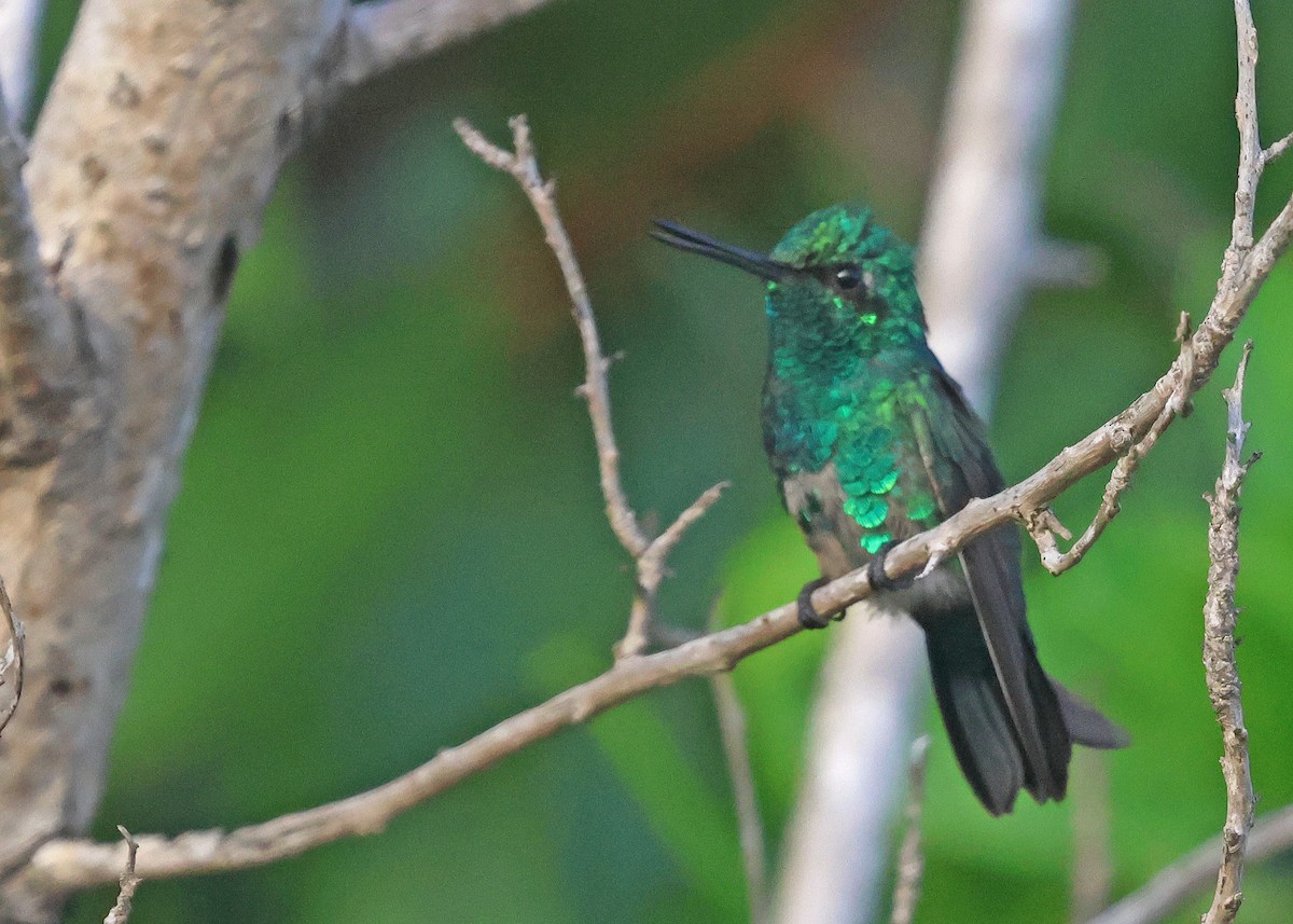 Blue-tailed Emerald - ML629704324