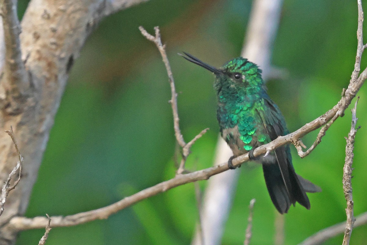 Blue-tailed Emerald - ML629704325