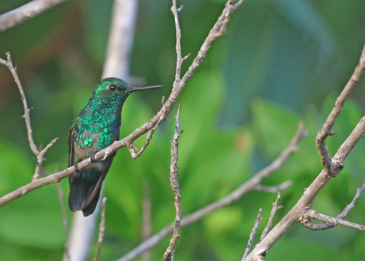 Blue-tailed Emerald - ML629704326
