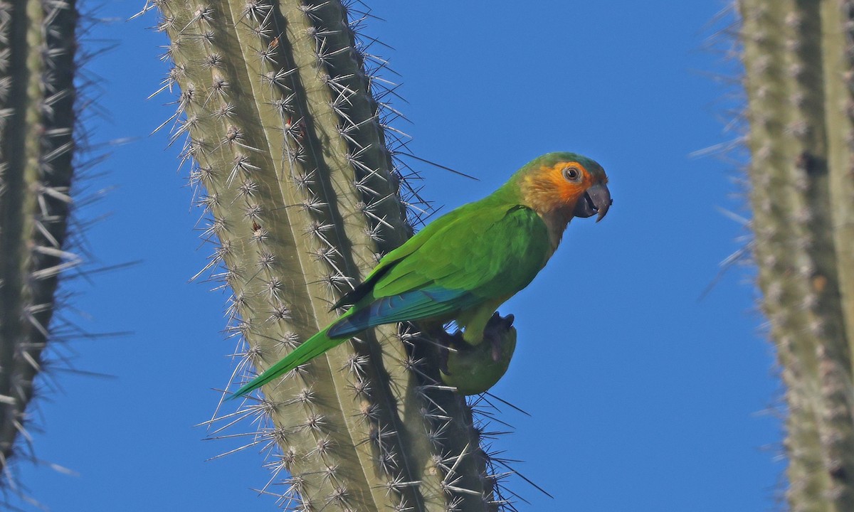 Brown-throated Parakeet - ML629704352