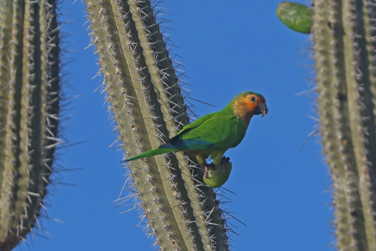 Brown-throated Parakeet - ML629704354