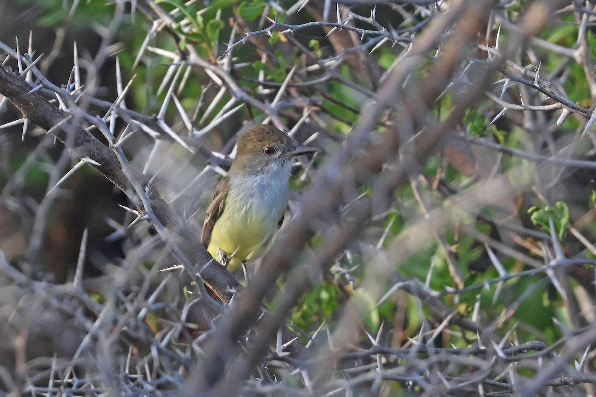Brown-crested Flycatcher - ML629704360