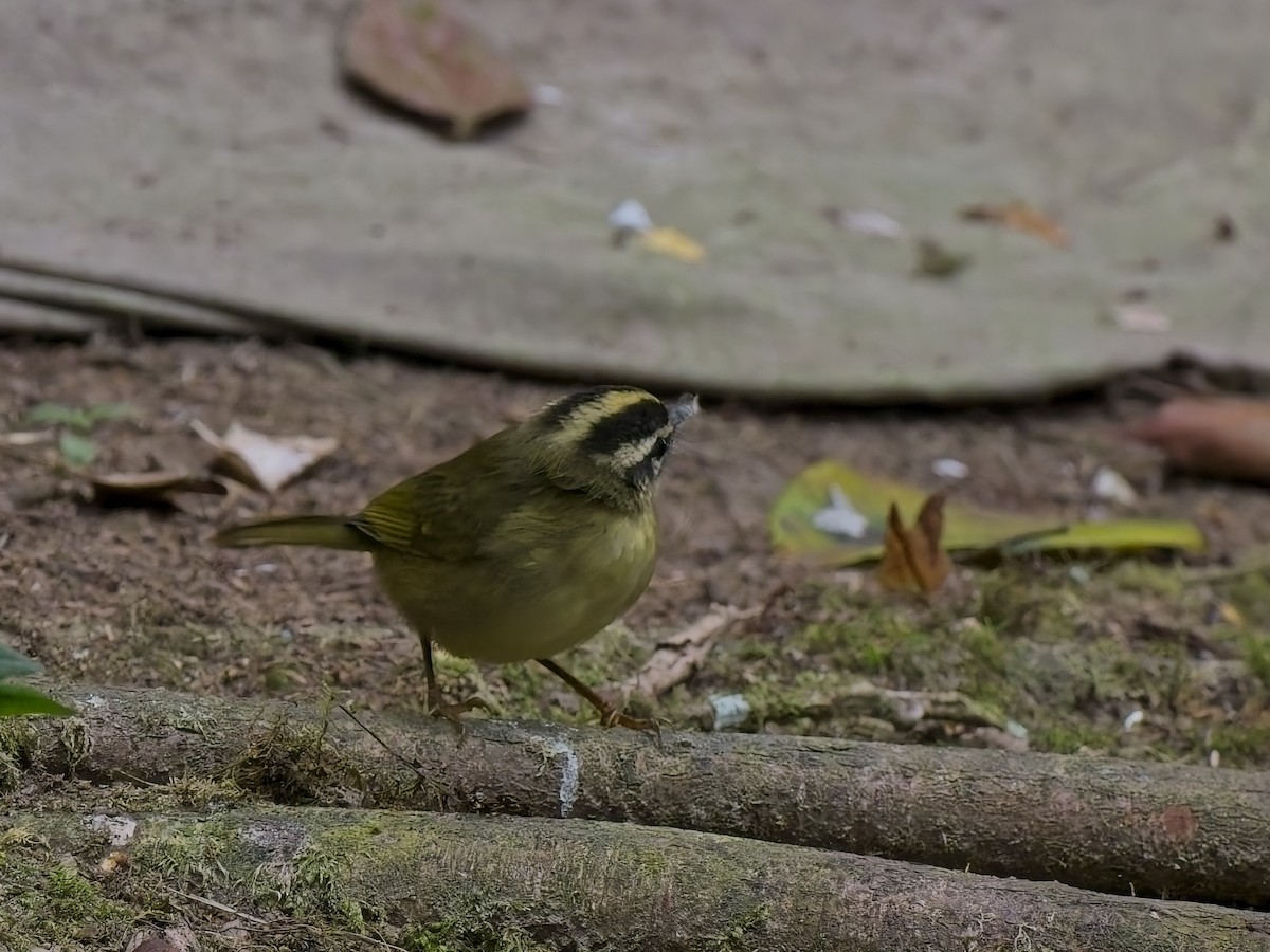 Three-striped Warbler (daedalus) - ML629704562