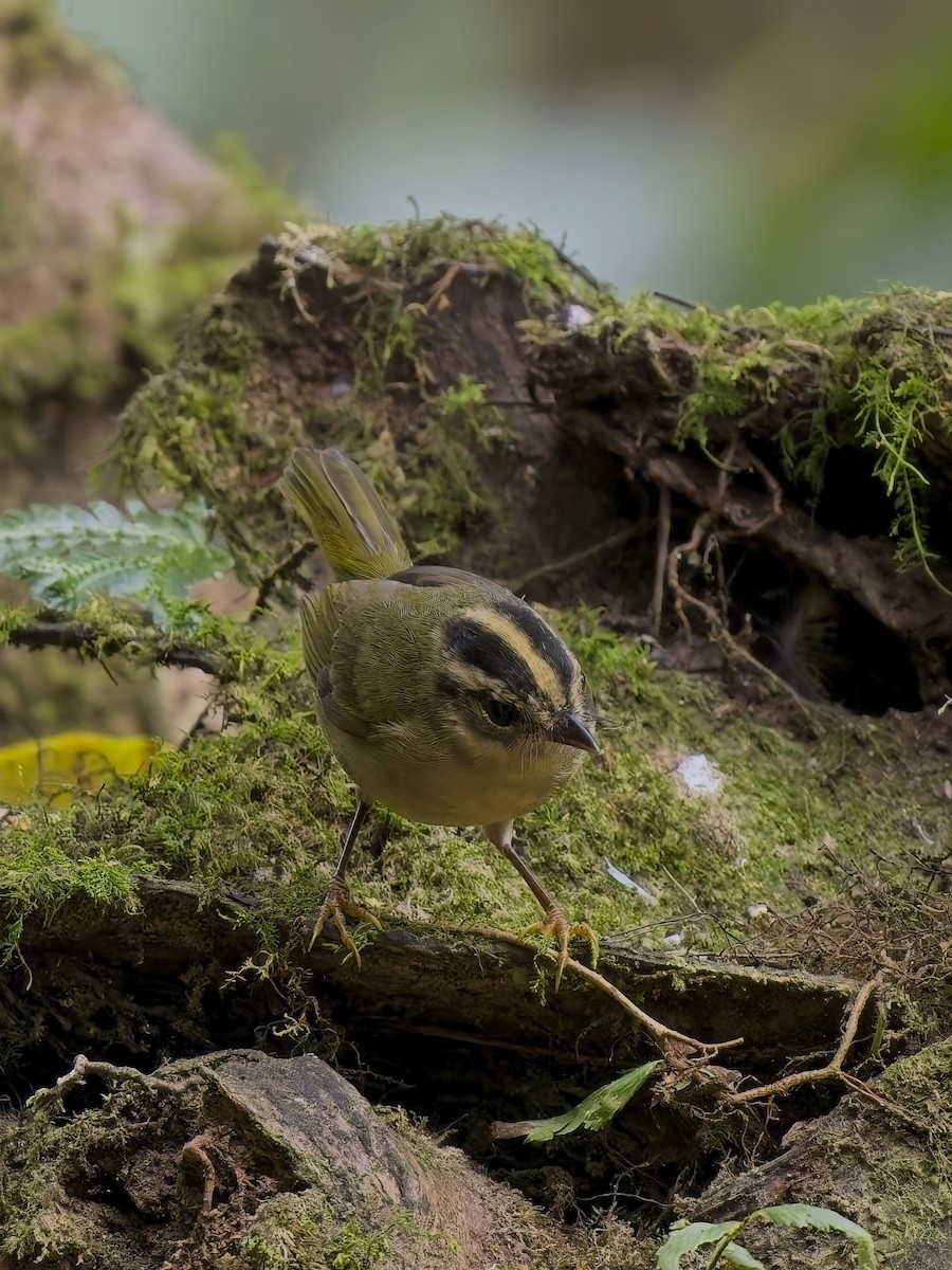 Three-striped Warbler (daedalus) - ML629704609
