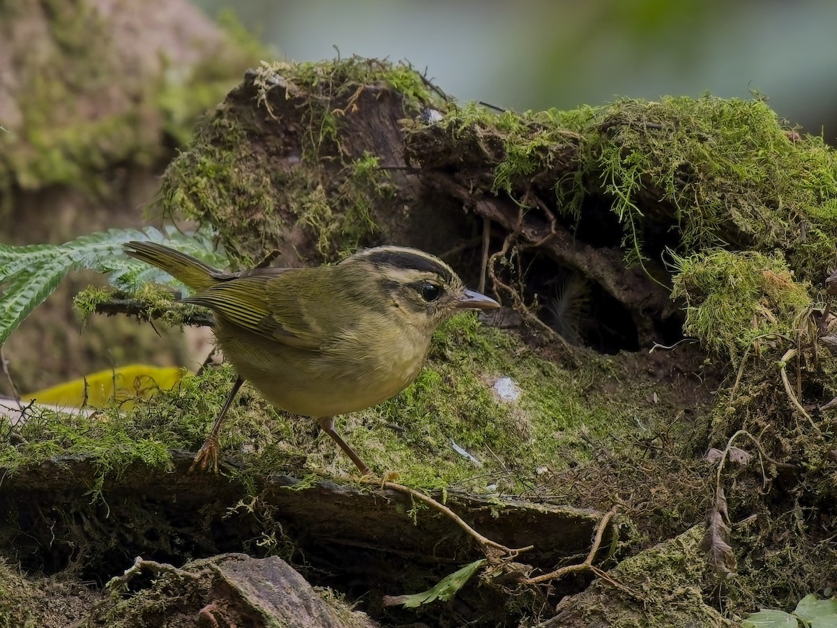 Three-striped Warbler (daedalus) - ML629704610