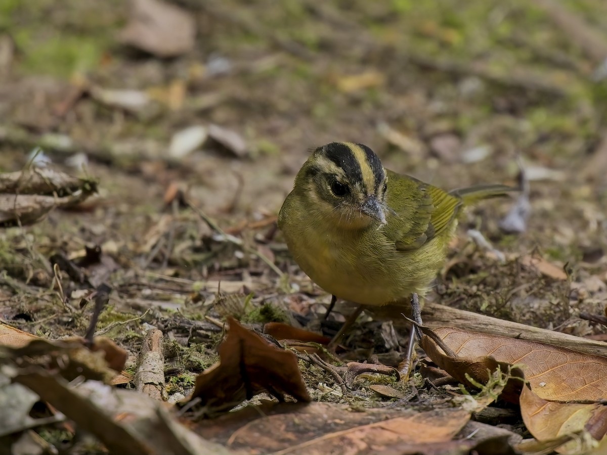 Three-striped Warbler (daedalus) - ML629704611