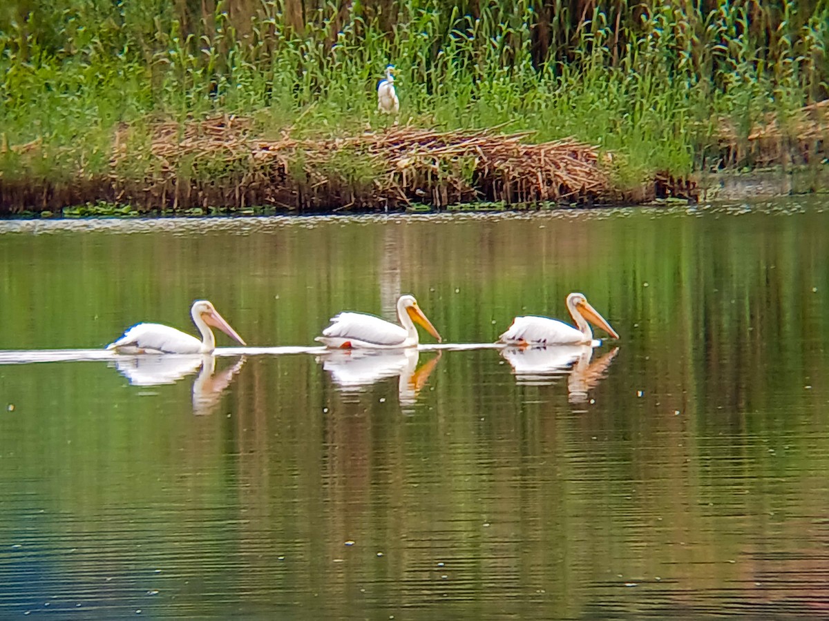 American White Pelican - ML629704771