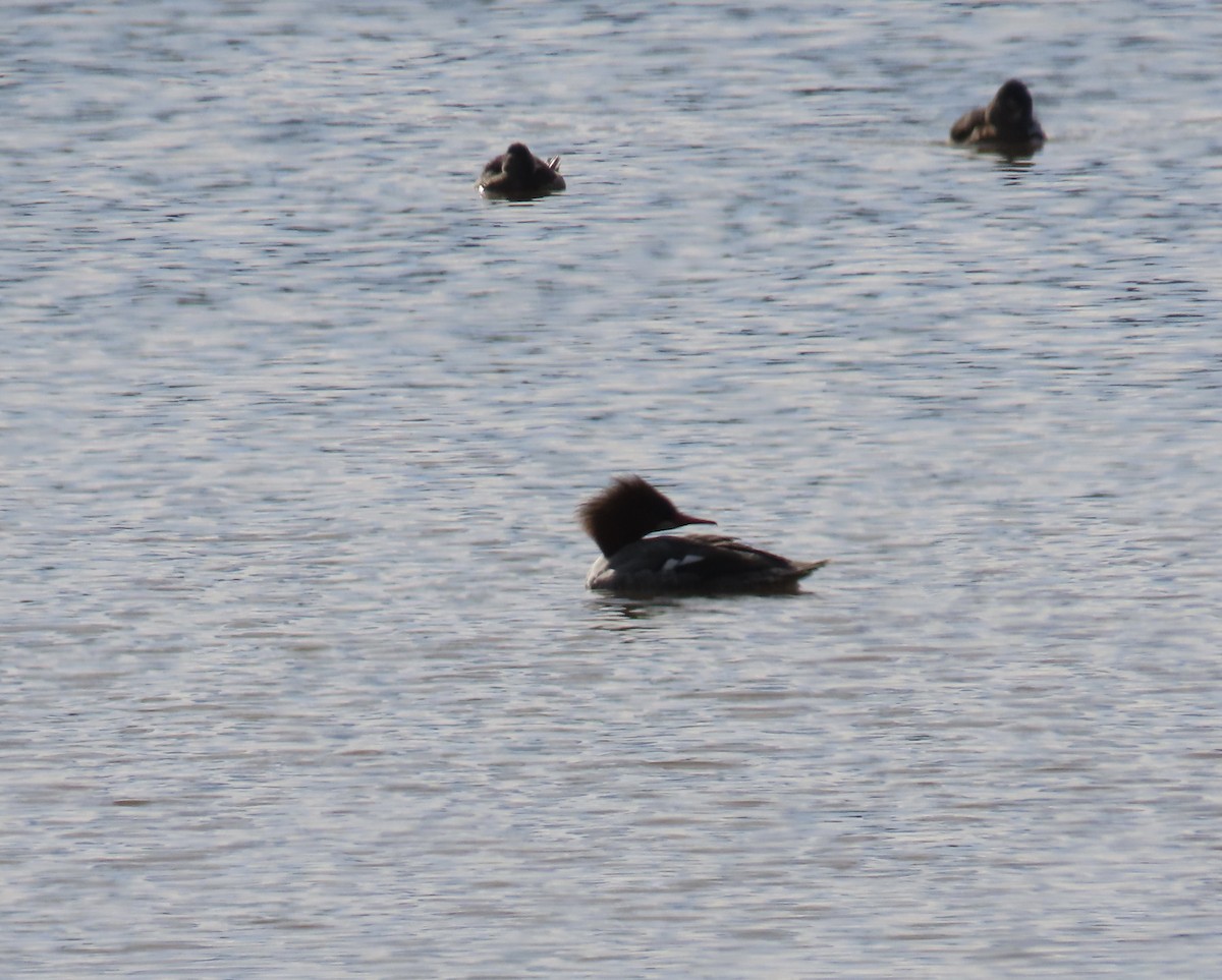 Common Merganser - ML629704826
