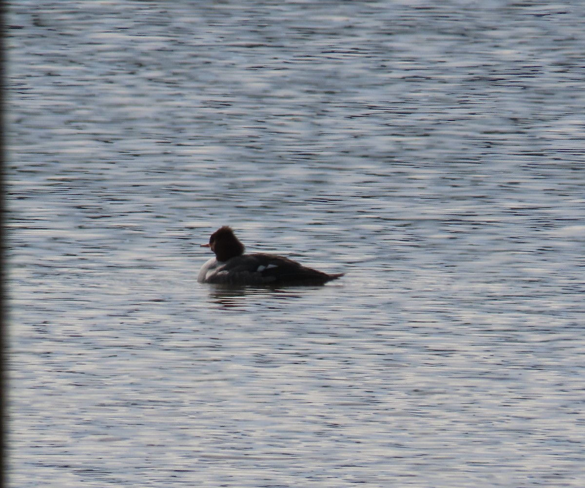 Common Merganser - ML629704831