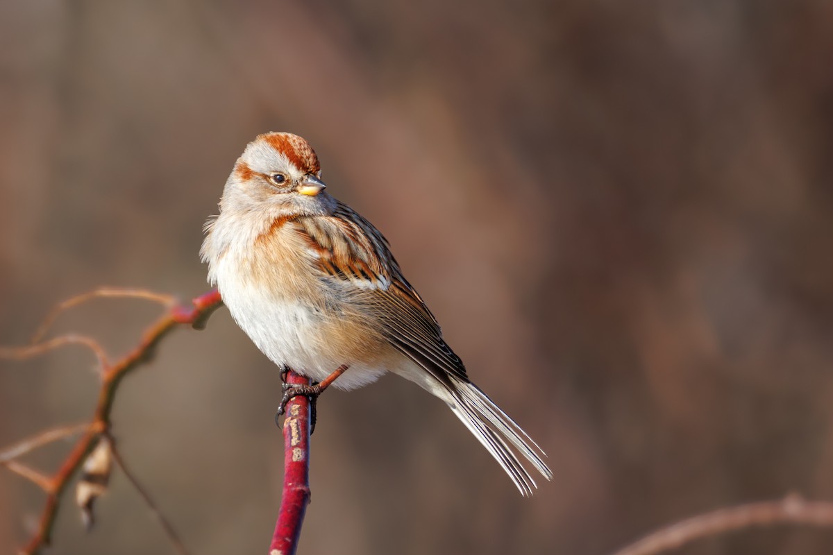 American Tree Sparrow - ML629704947