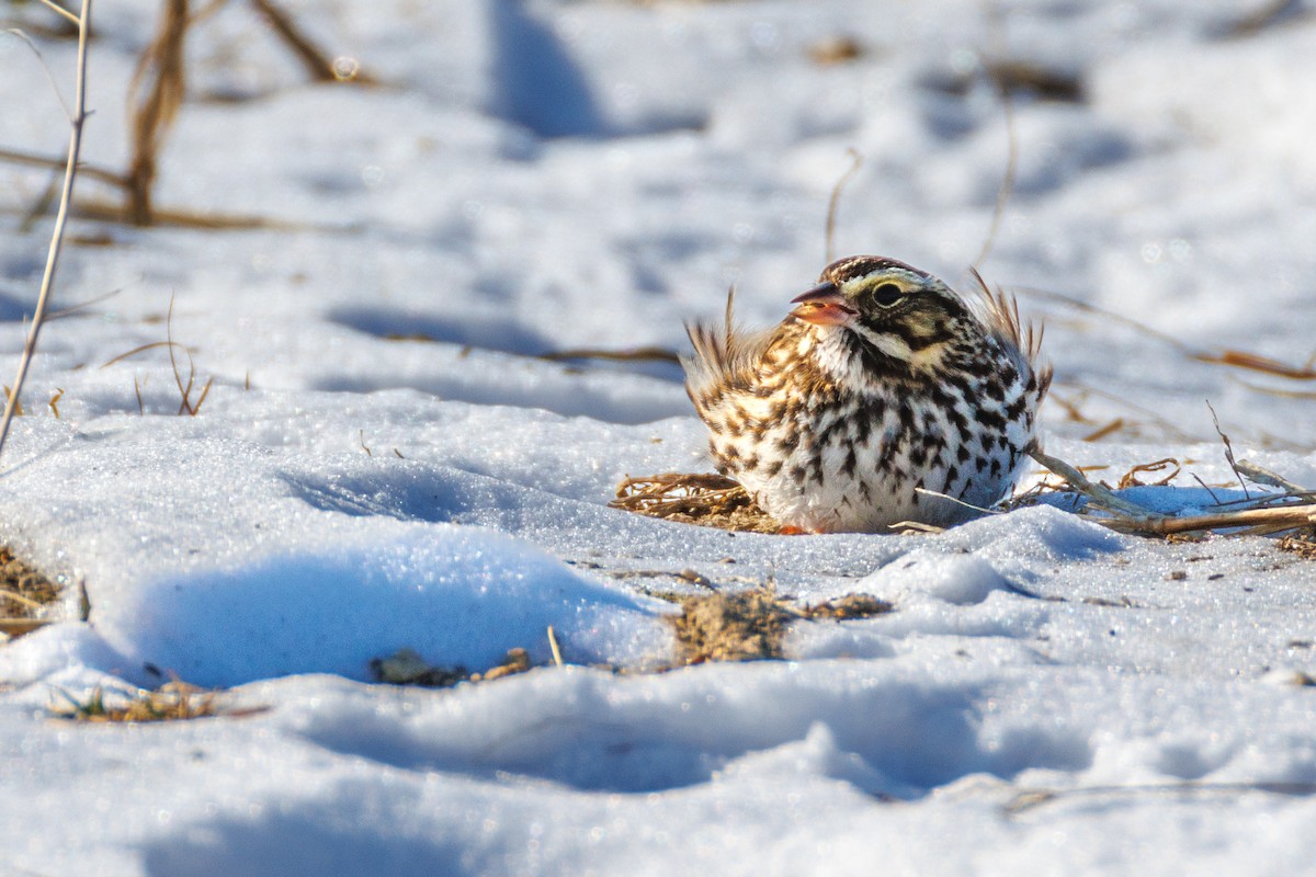 Savannah Sparrow - ML629704965