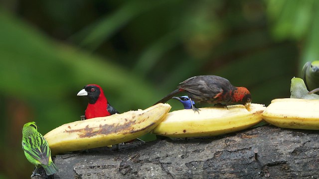 Red-legged Honeycreeper - ML629705092