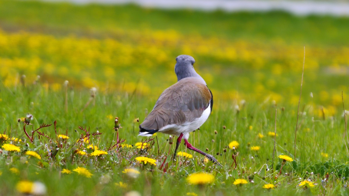 Southern Lapwing - ML629705149