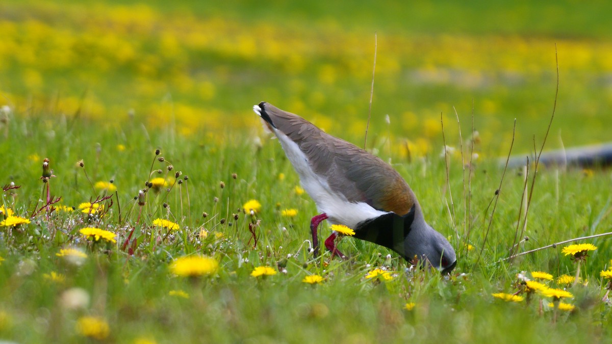 Southern Lapwing - ML629705150